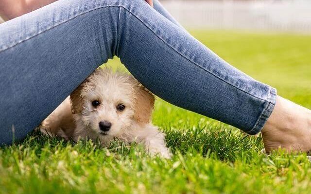 Small dog relaxing on a green field